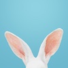 The ears of a rabbit