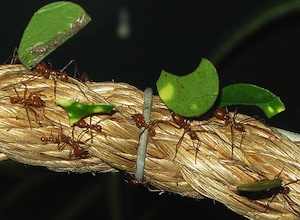 leafcutter ants