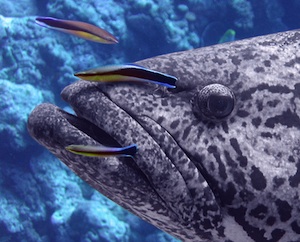 cleaner fish