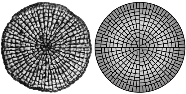 A real and mathematically predicted
  coleochaete