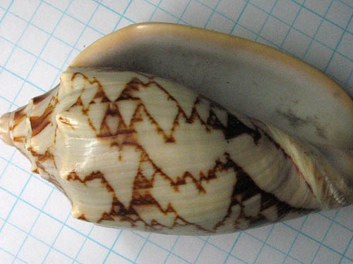 Sea shell