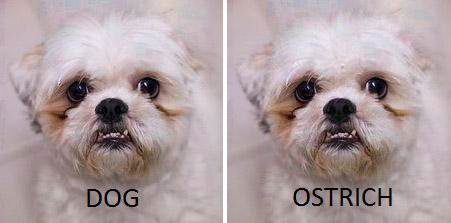 A dog and not an ostrich