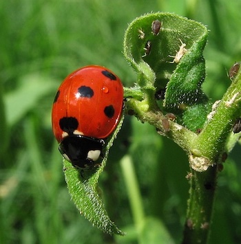 ladybird