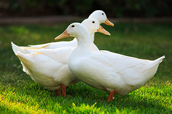 ducks