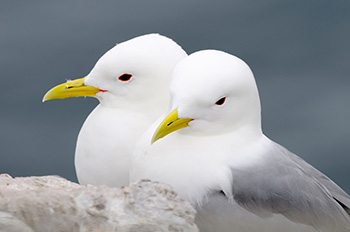 kittiwakes