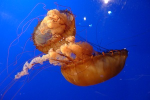 jellies