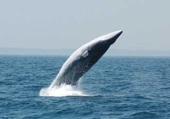 minke whale