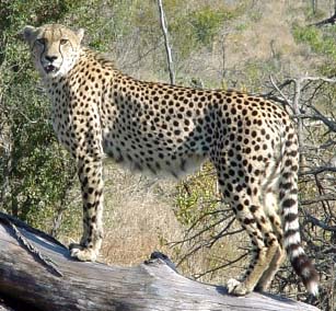 cheetah