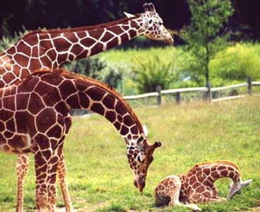Reticulated giraffe