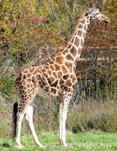 Rothschild's giraffe