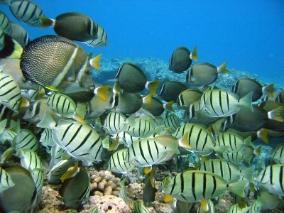 A school of fish