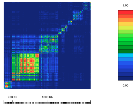 Figure 3: The value <i>r<sup>2</sup></i> for the lactase gene region.