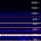 Squarewave on a Moog synthesizer