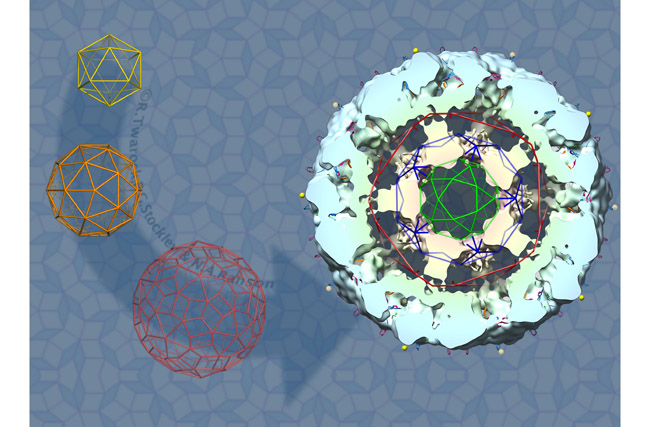 Progression of virus models