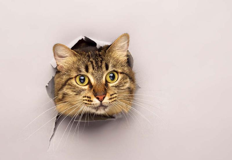 Cat looking through a hole