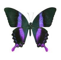 purple striped butterfly