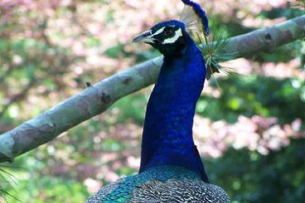 Peacock