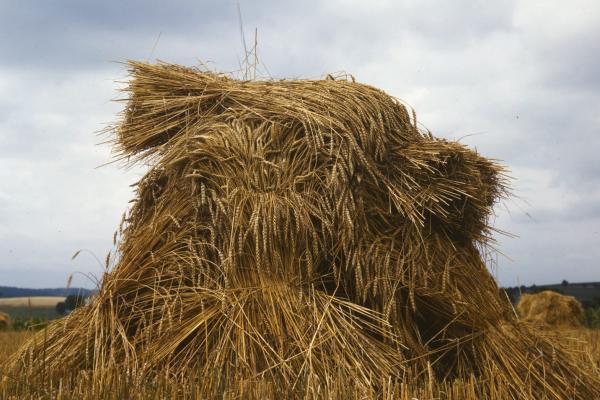 Wheat in Pennsylvania in 1943 – Image in public domain