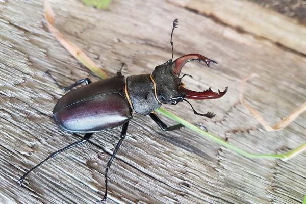 Stag Beetle