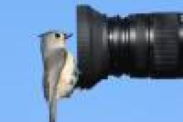 Birdwatching icon