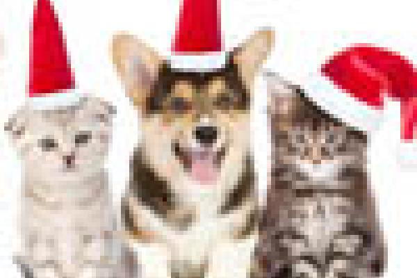 dogs in christmas hats