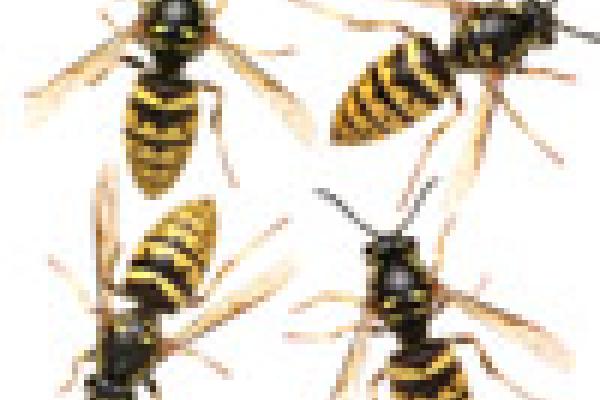 wasps