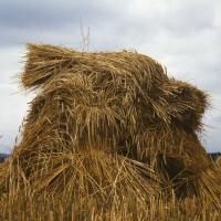 Wheat in Pennsylvania in 1943 – Image in public domain