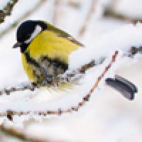 Bird in snow