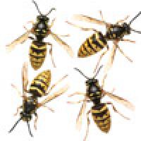 wasps