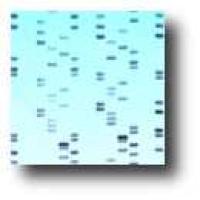 blue square with small blue squares inside