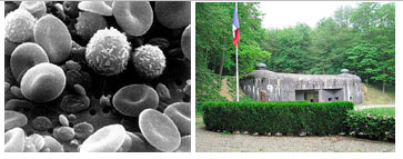 Immune system and Marigot line