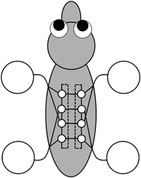 Central pattern generator